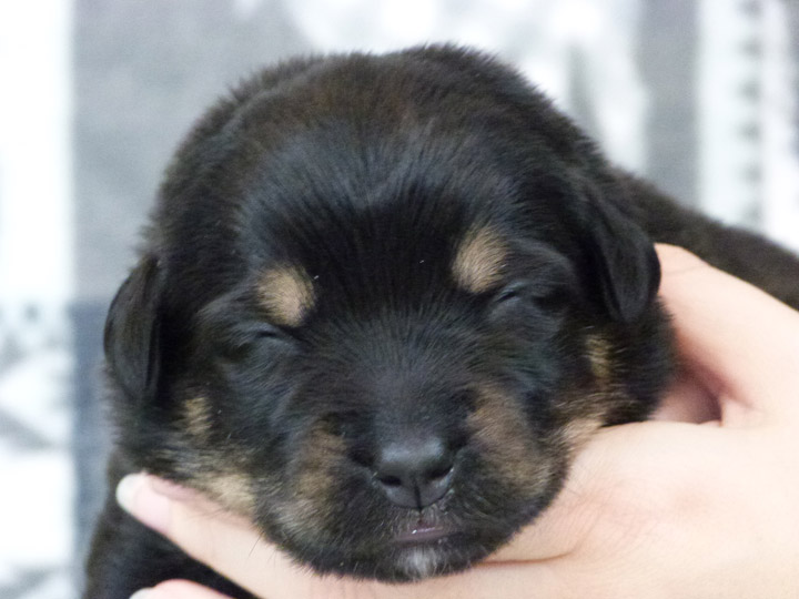 chinook puppy